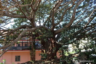 Ficus della Nazionale